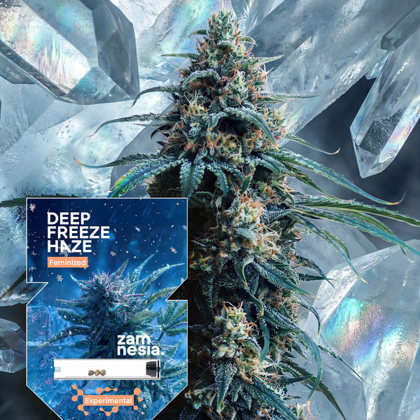 Deep Freeze Haze (Zamnesia Seeds) Feminiserede