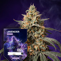 Lavender Autoflower (Zamnesia Seeds) Feminiserede