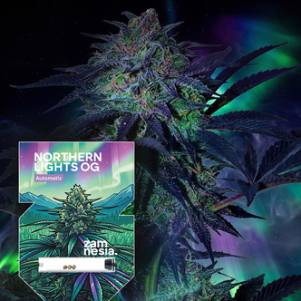Northern Lights OG Autoflower (Zamnesia Seeds) feminiserede