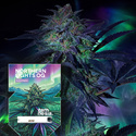Northern Lights OG Autoflower (Zamnesia Seeds) Feminiserede