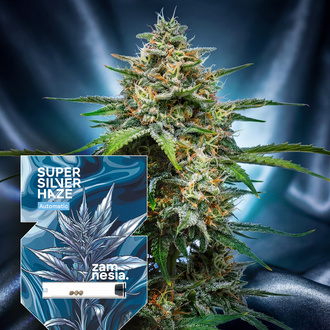 Super Silver Haze Autoflower (Zamnesia Seeds) Feminiserede