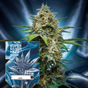 Super Silver Haze Autoflower (Zamnesia Seeds) Feminiserede