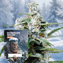Hawaiian Snow Autoflower (Zamnesia Seeds) Feminiserede