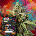 Sativa Fiesta (Zamnesia Seeds) Feminiserede