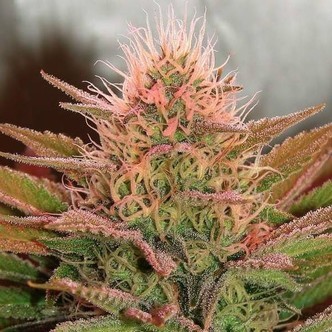 Bubblelicious (Nirvana) feminiserede cannabisfr&oslash;