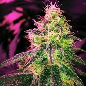 BlackJack (Nirvana) Feminiserede