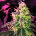 BlackJack (Nirvana) Feminiserede
