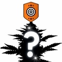 Autoflower Mystiske frø 2 (Kannabia)