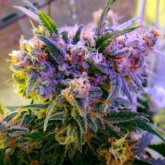 Aurora Indica (Nirvana) feminiserede cannabisfr&oslash;