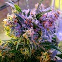Aurora Indica (Nirvana) Feminiserede