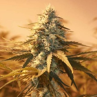 AK48 (Nirvana Seeds) feminiserede