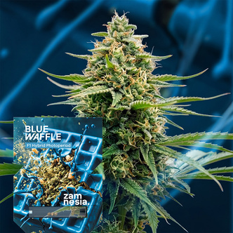 Blue Waffle F1 (Zamnesia Seeds) feminiserede