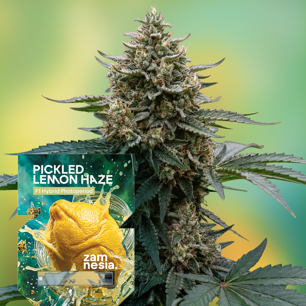Pickled Lemon Haze F1 (Zamnesia Seeds) Feminiserede