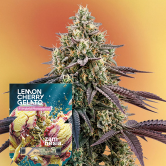 Lemon Cherry Gelato F1 (Zamnesia Seeds) Feminiserede cannabisfr&oslash;