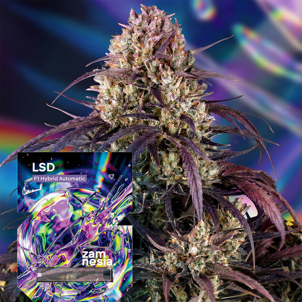 LSD F1 Autoflower (Zamnesia Seeds) Feminiserede