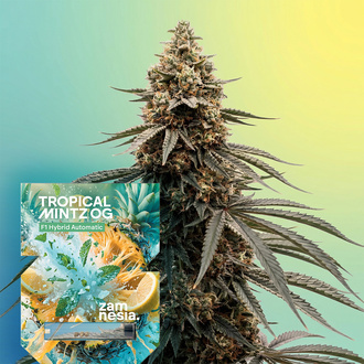 Tropical Mintz OG F1 Autoflower (Zamnesia Seeds) Feminiserede