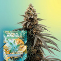 Tropical Mintz OG F1 Autoflower (Zamnesia Seeds) Feminiserede