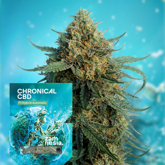 Chronical CBD F1 Autoflower (Zamnesia Seeds) feminiseret