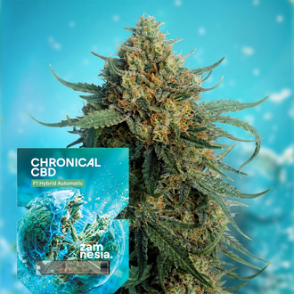 Chronical CBD 1:1 F1 Autoflower (Zamnesia Seeds) Feminiserede