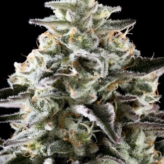 Mexican Sativa (Kannabia) Feminiserede