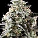 Mexican Sativa (Kannabia) Feminiserede