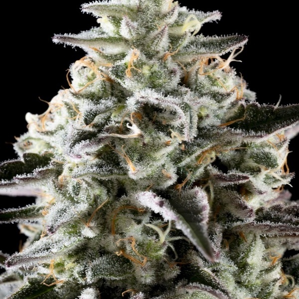 Mexican Sativa (Kannabia) Feminiserede