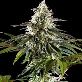 Mexican Sativa (Kannabia) Feminiserede