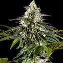 Mexican Sativa (Kannabia) Feminiserede