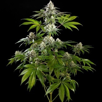 Mexican Sativa (Kannabia) Feminiserede