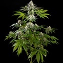 Mexican Sativa (Kannabia) Feminiserede