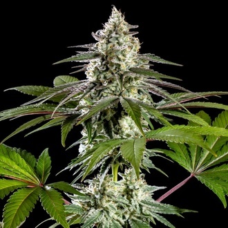 Mexican Sativa (Kannabia) Feminiserede