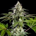 Mexican Sativa (Kannabia) Feminiserede