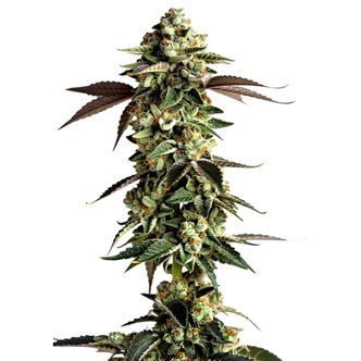 Blue Zushi (Growers Choice) feminiserede