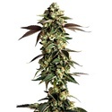 Blue Zushi (Growers Choice) Feminiserede