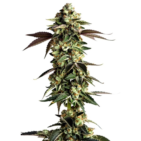 Blue Zushi (Growers Choice) Feminiserede