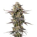Double Donny Burger (Growers Choice) Feminiserede