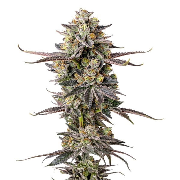 Double Donny Burger (Growers Choice) Feminiserede