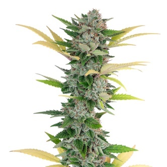 Gello Z (Growers Choice) feminiserede cannabisfr&oslash;