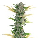 Gello Z (Growers Choice) Feminiserede