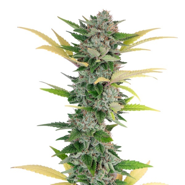 Gello Z (Growers Choice) Feminiserede