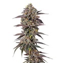 Lemon Cherry Mochi (Growers Choice) Feminiserede