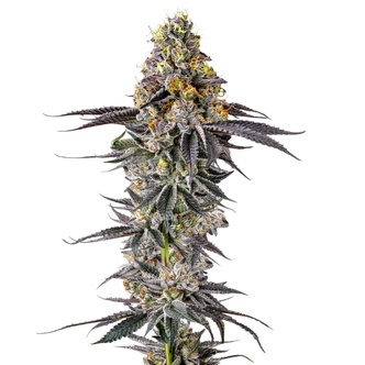 Lobster Butter (Growers Choice) feminiserede cannabisfr&oslash;