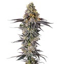 Lobster Butter (Growers Choice) Feminiserede