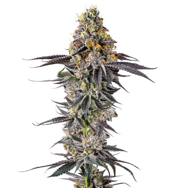 Lobster Butter (Growers Choice) Feminiserede