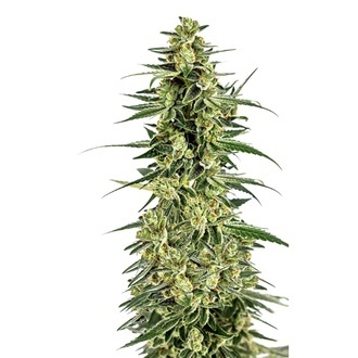 Permanent Whitemarker (Growers Choice) Feminiserede
