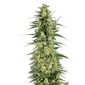 Permanent Whitemarker (Growers Choice) Feminiserede