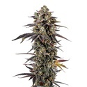 Pink Glitterbomb (Growers Choice) Feminiserede