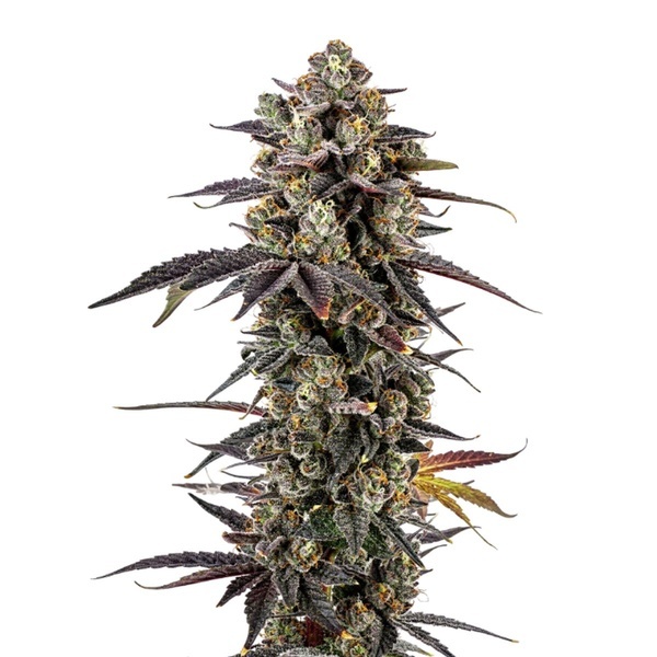 Pink Glitterbomb (Growers Choice) Feminiserede
