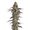 Platinum Mimosa Cookies (Growers Choice) Feminiserede