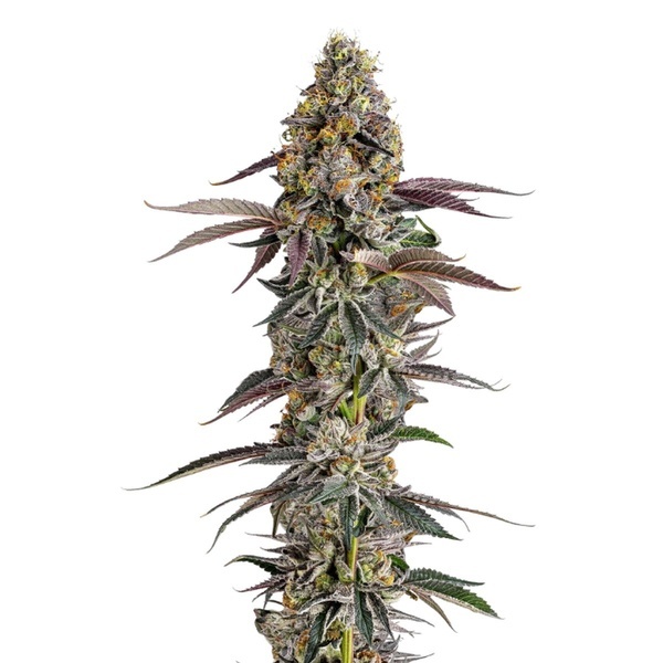 Platinum Mimosa Cookies (Growers Choice) Feminiserede